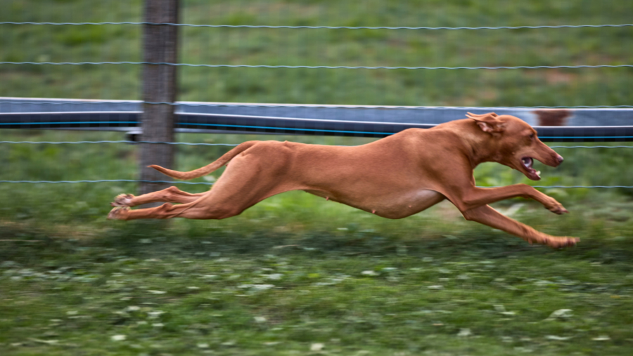 Maximales Tempo auf der 480m langen Runde